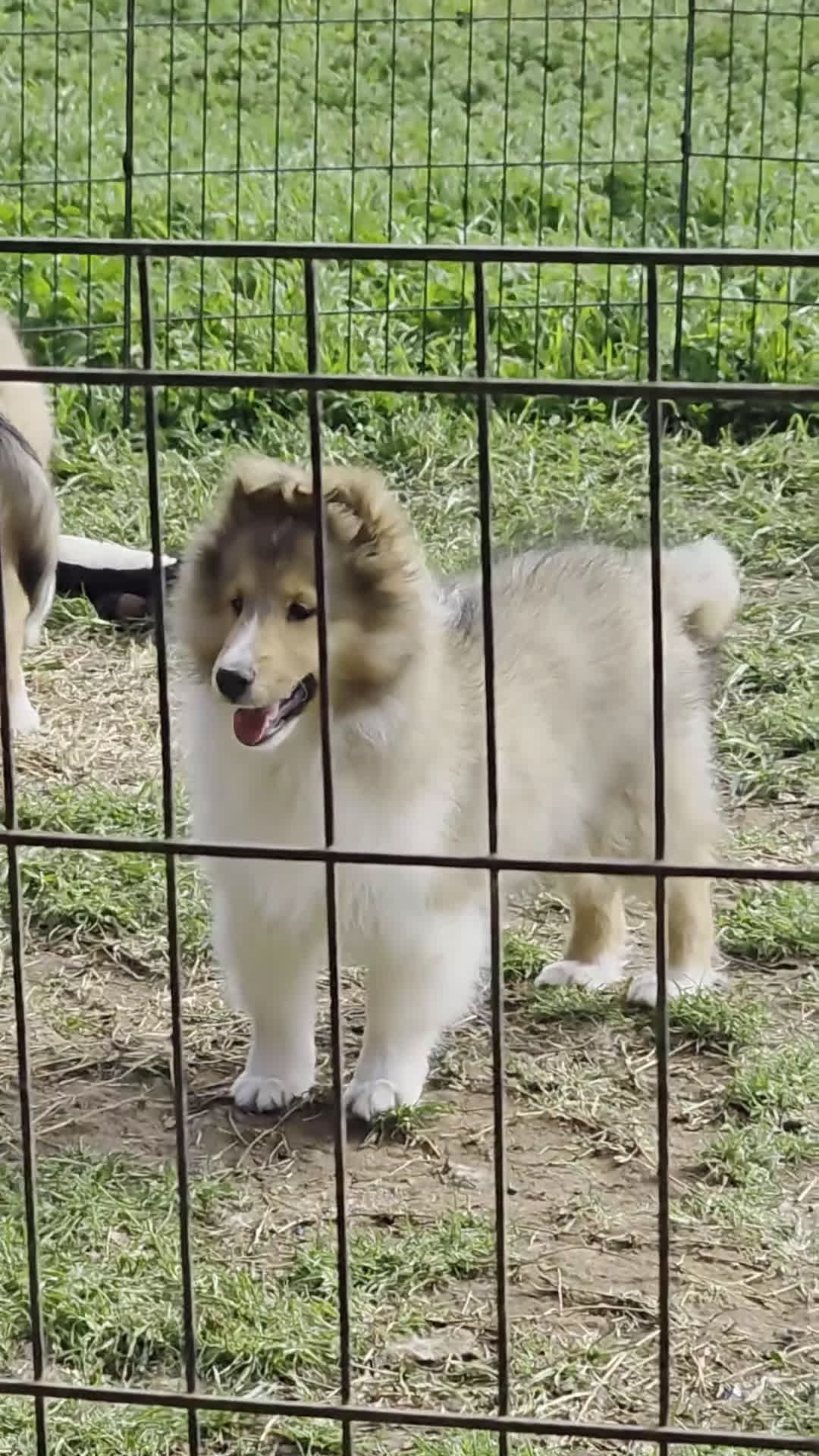 Shetland Sheepdog dogs for sale: Emmy - Video 1