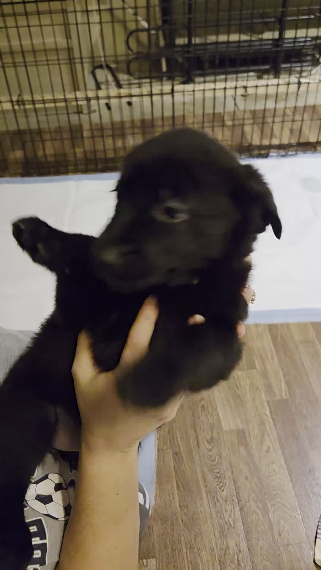 Mixed Breed dogs for sale: Golden shepherd white - Video 1