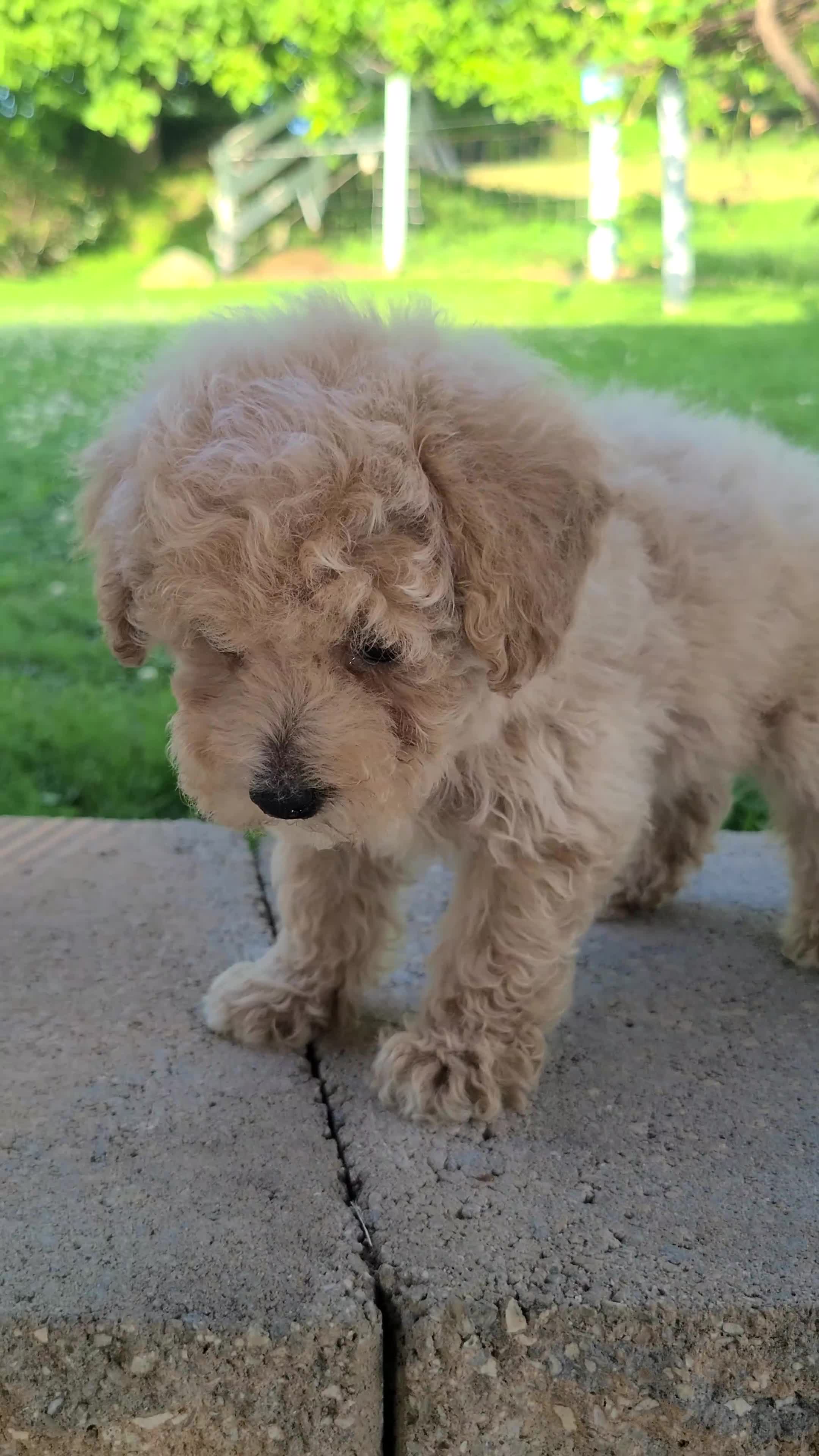Bichpoo dogs for sale: Lucy - Video 1