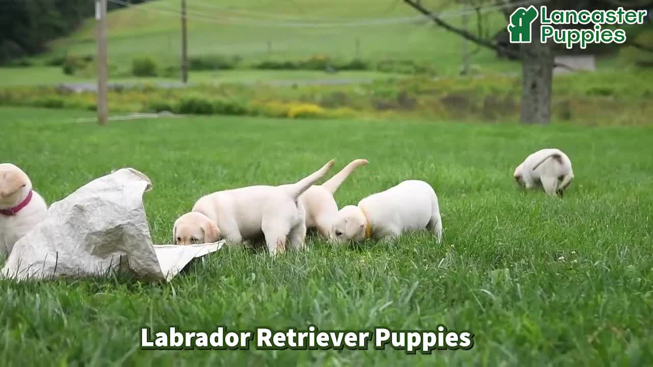 Labrador Retriever dogs for sale: Wibur - Video 1