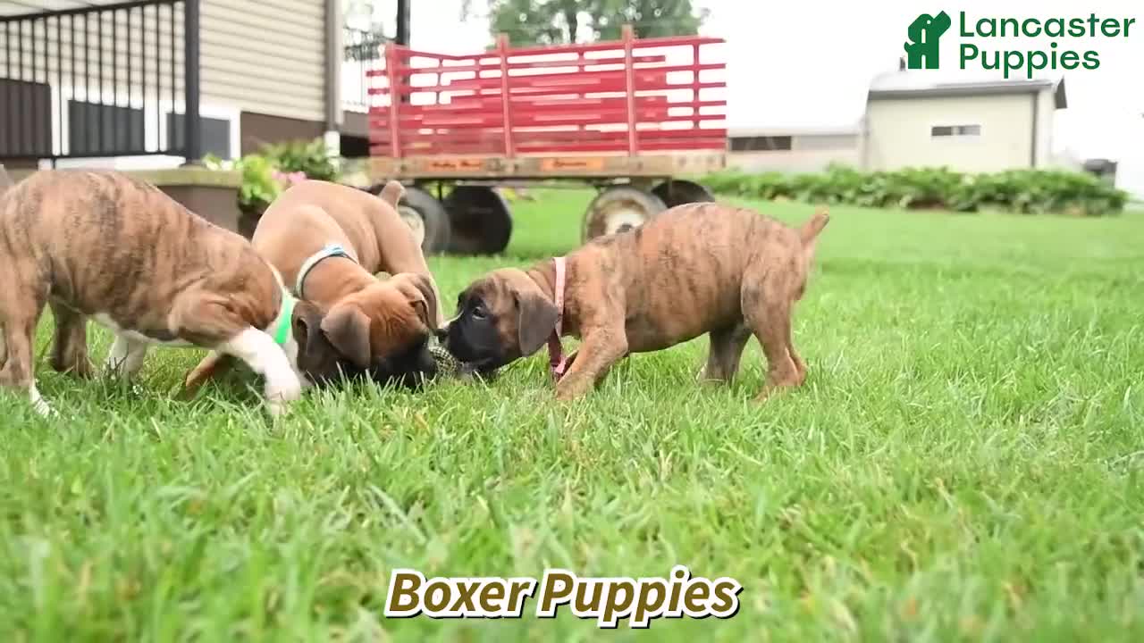 Boxer dogs for sale: Hunter - Video 1