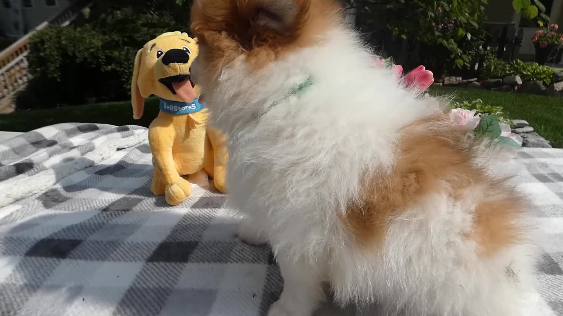 Pomeranian dogs for sale: Pomeranian 2 Drew - Video 1