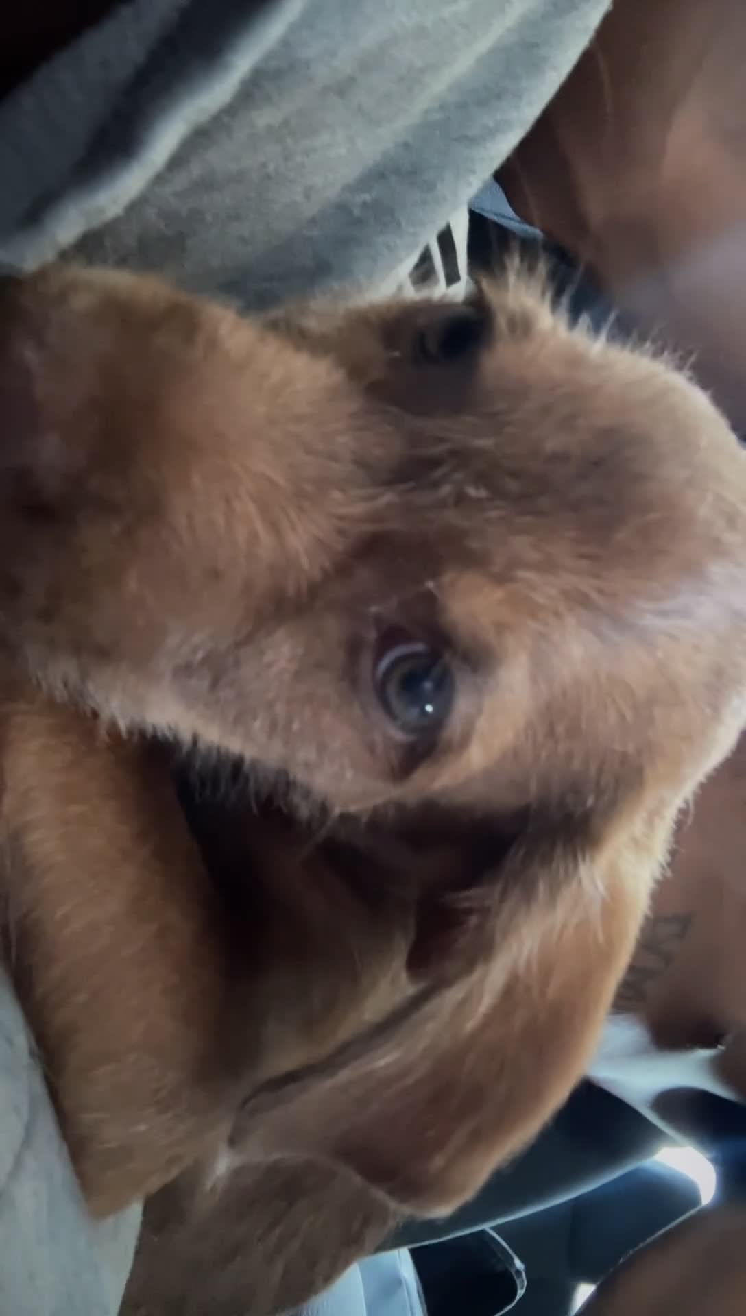 Mixed Breed dogs for sale: Mixed Breed 1 - Video 1