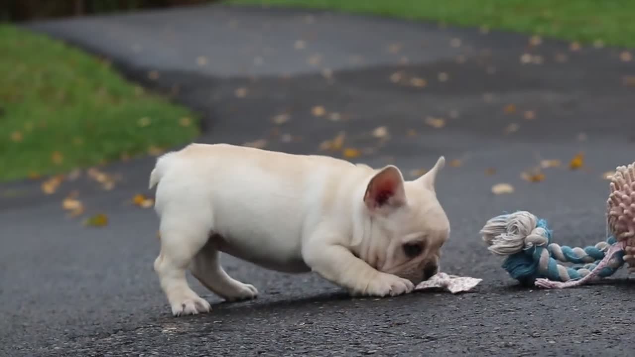 French Bulldog dogs for sale: Aspen - Video 1