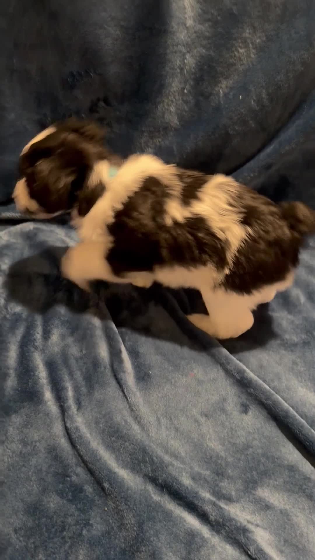 Miniature Schnauzer dogs for sale: Subi - Video 1