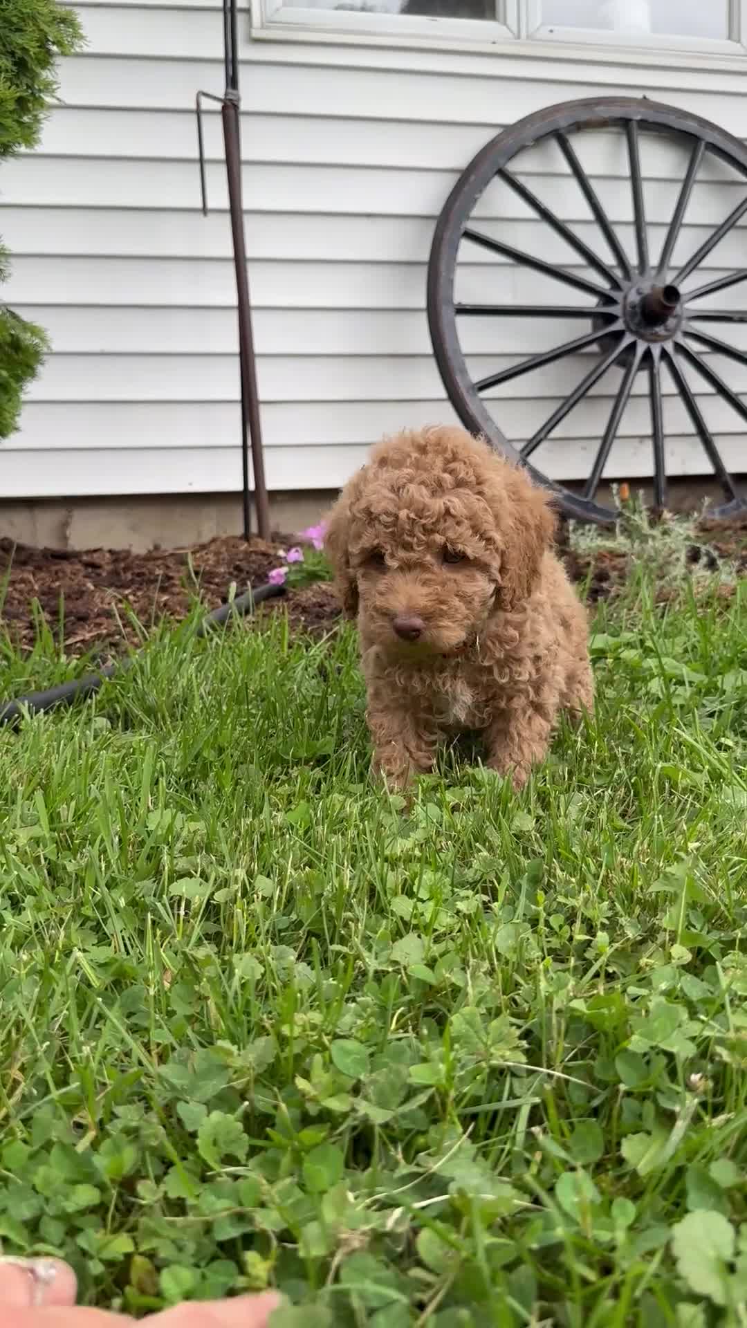 Mini Goldendoodle dogs for sale: Benny - Video 1
