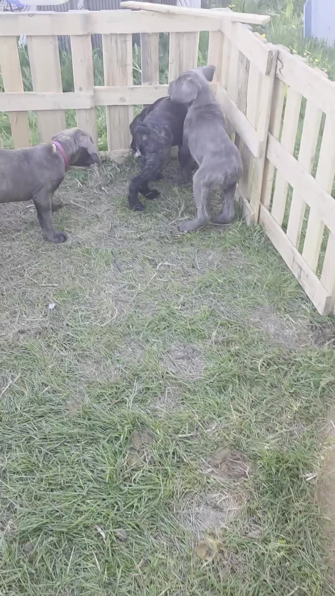 Cane Corso dogs for sale: Cane Corso Puppy 2 - Video 1