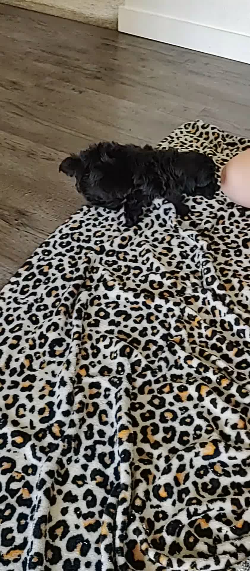 Yorkiepoo dogs for sale: Peanut - Video 1