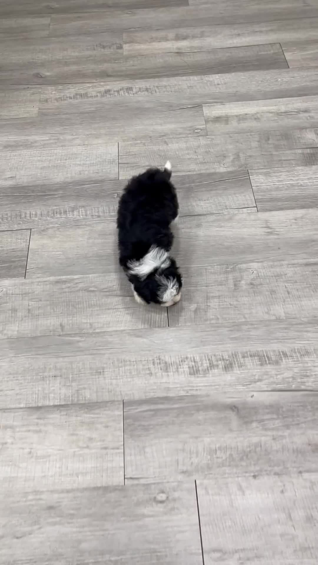 Mini Bernedoodle dogs for sale: Harmony - Video 2