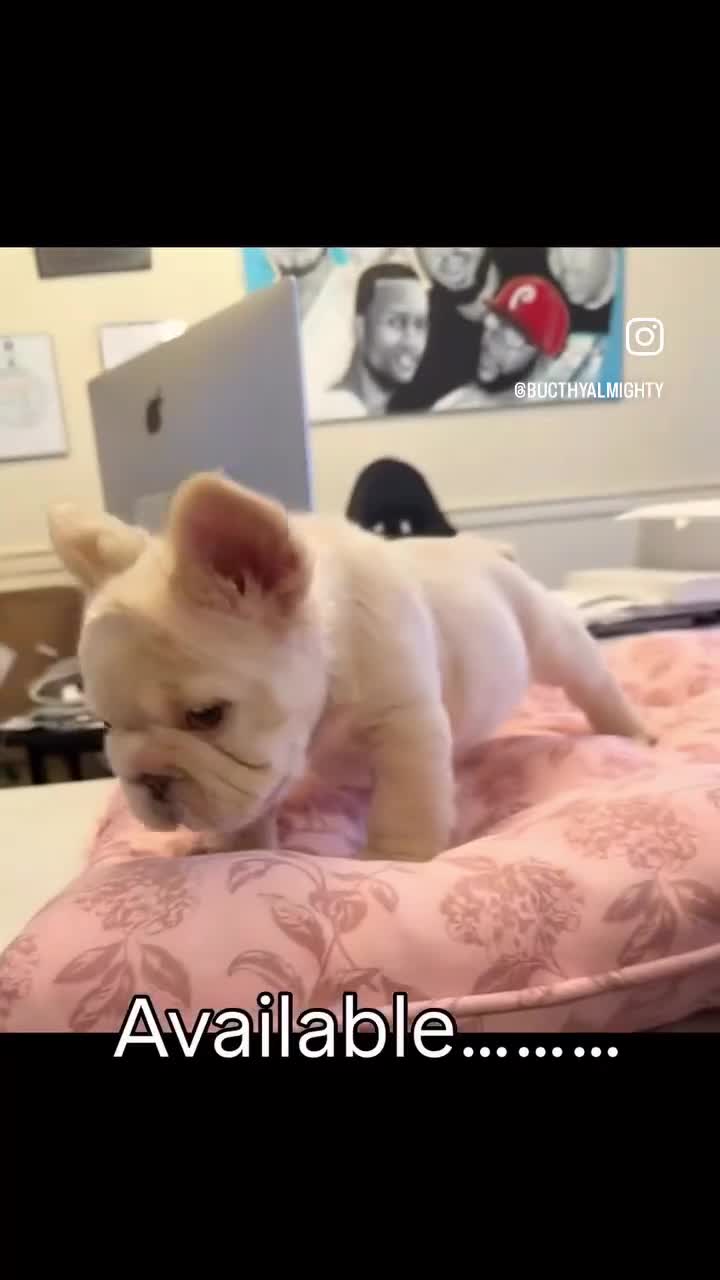French Bulldog dogs for sale: Snowflake - Video 1