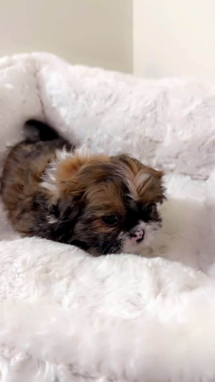 Shih Tzu dogs for sale: Bambi  - Video 1