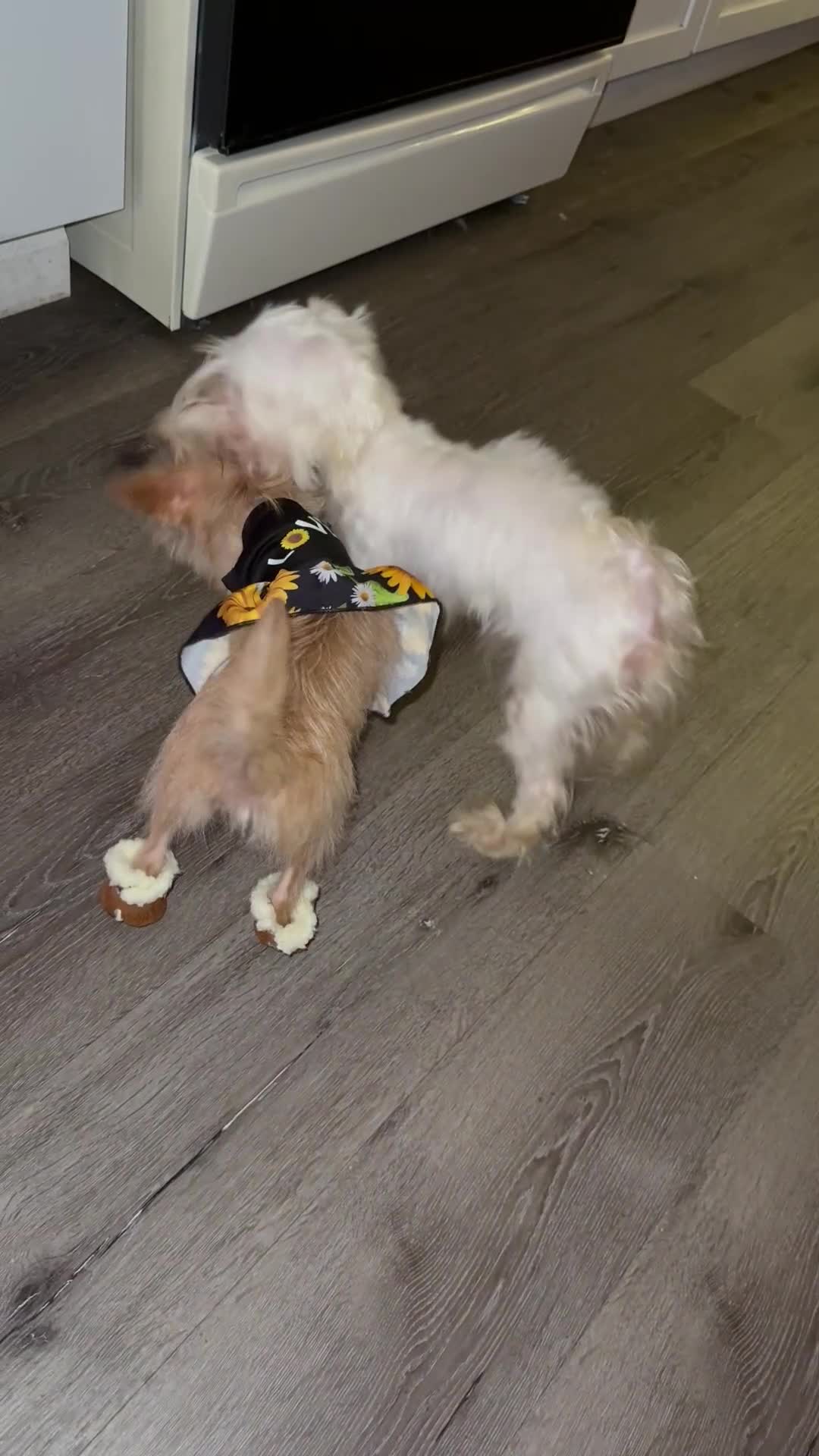 Mixed Breed dogs for sale: Chanel - Video 1