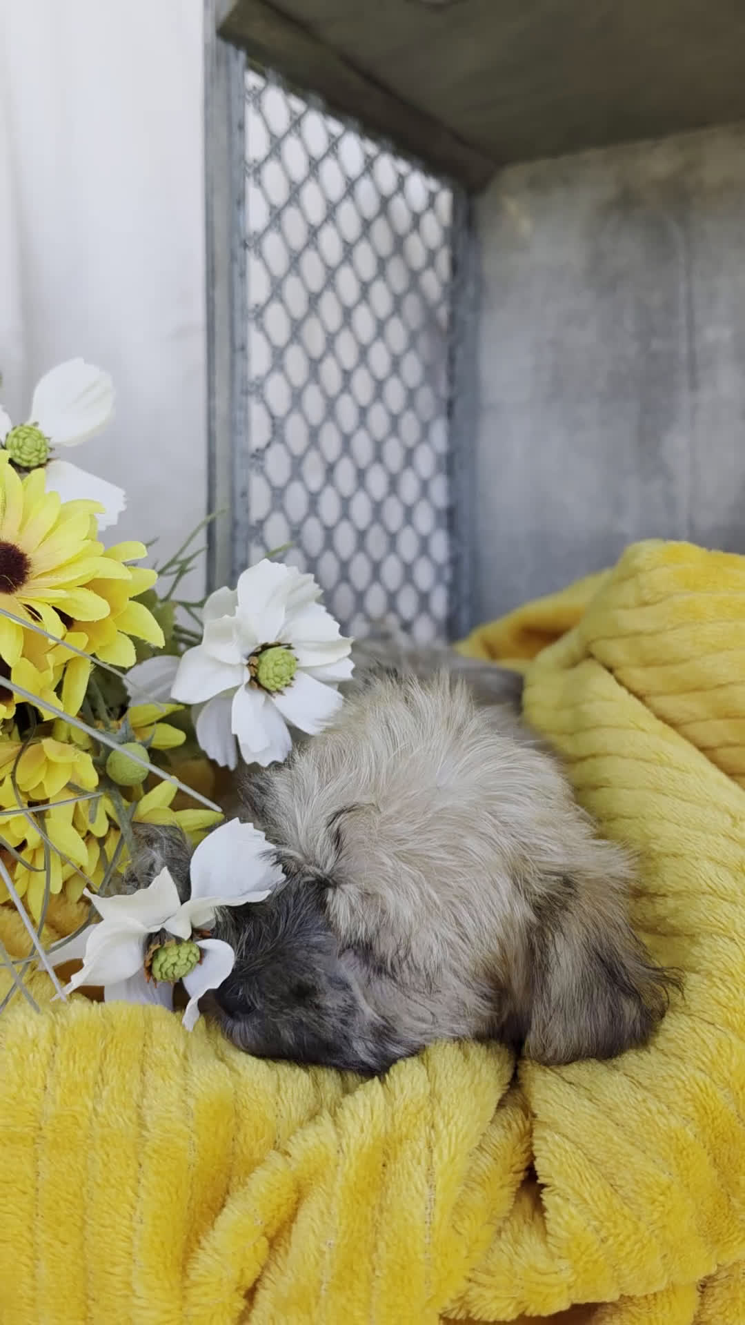 Morkie dogs for sale: Carli - Video 1