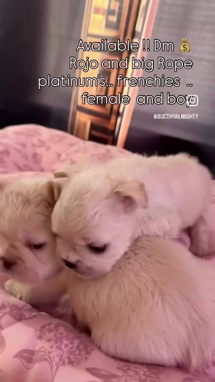 French Bulldog dogs for sale: French Bulldog Puppy 2 - Video 1
