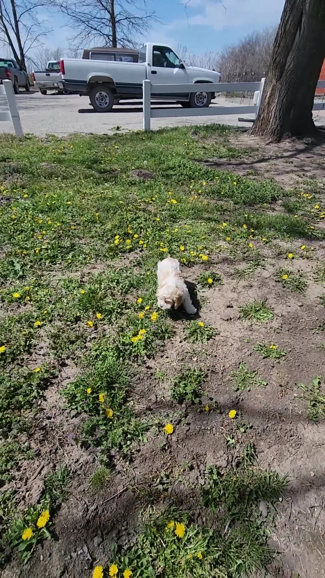 Cavapoo dogs for sale: Mini Cavapoo Boy 2 - Video 2