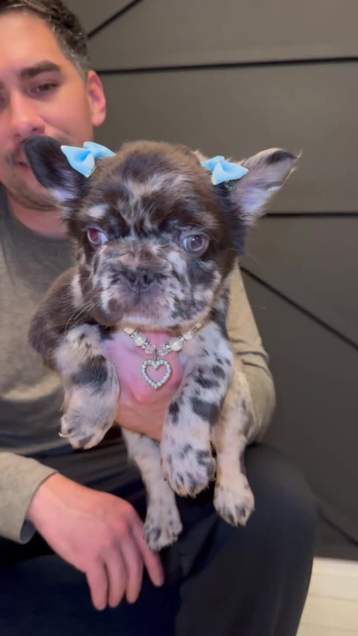 French Bulldog dogs for sale: Voilet - Video 1