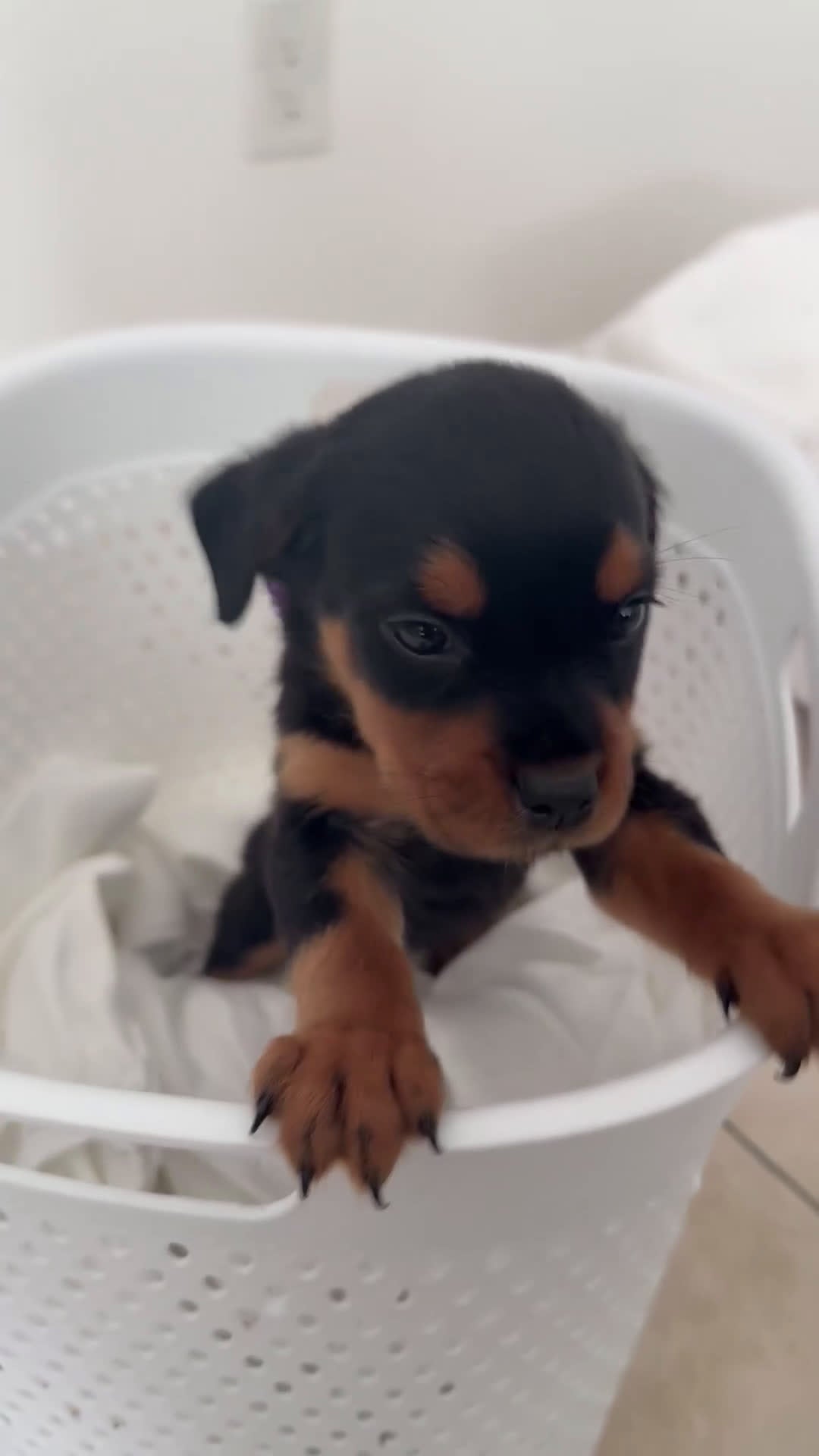 Rottweiler dogs for sale: Rottweiler Purple - Video 2