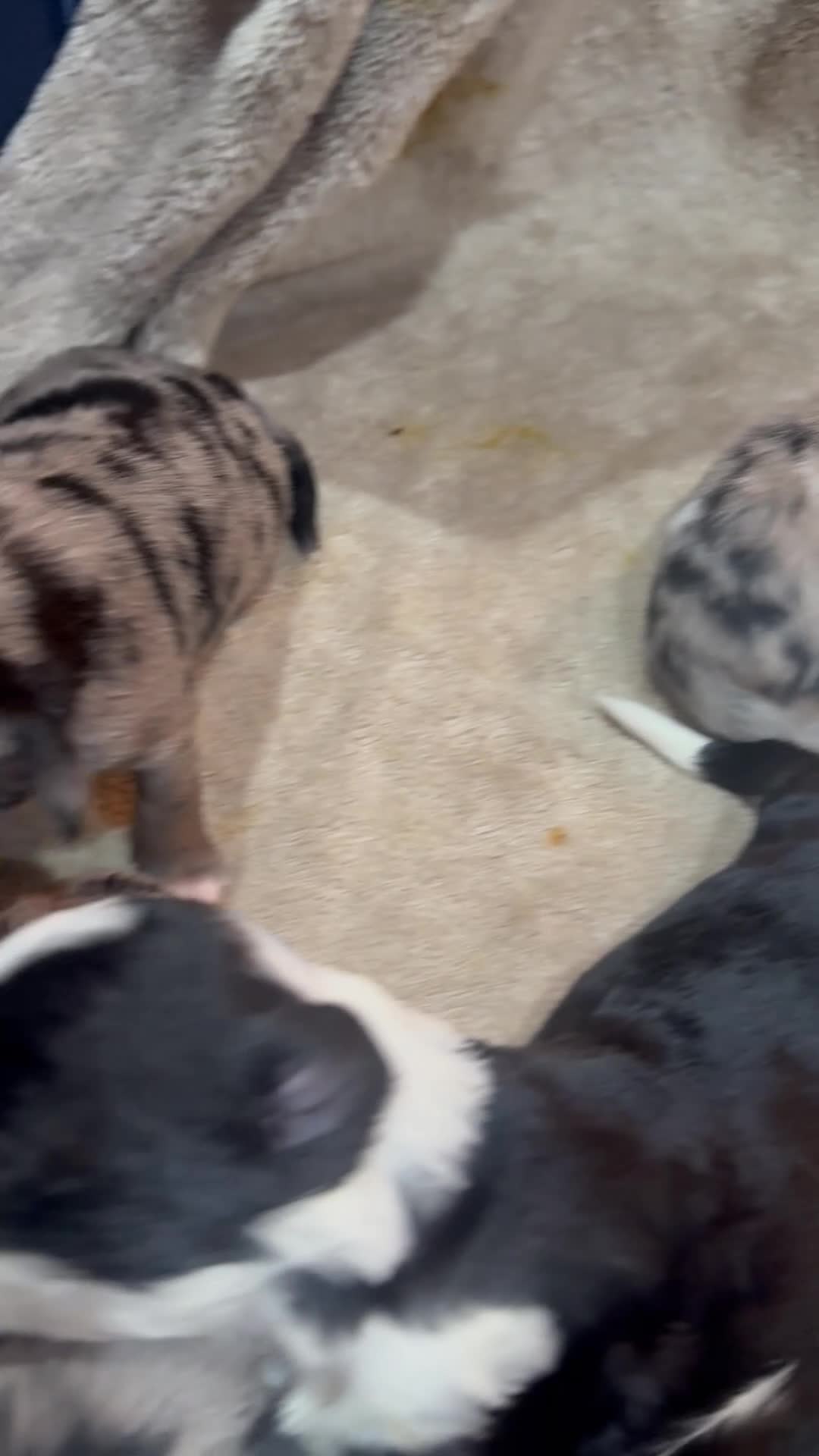 Mixed Breed dogs for sale: Hazel - Video 2