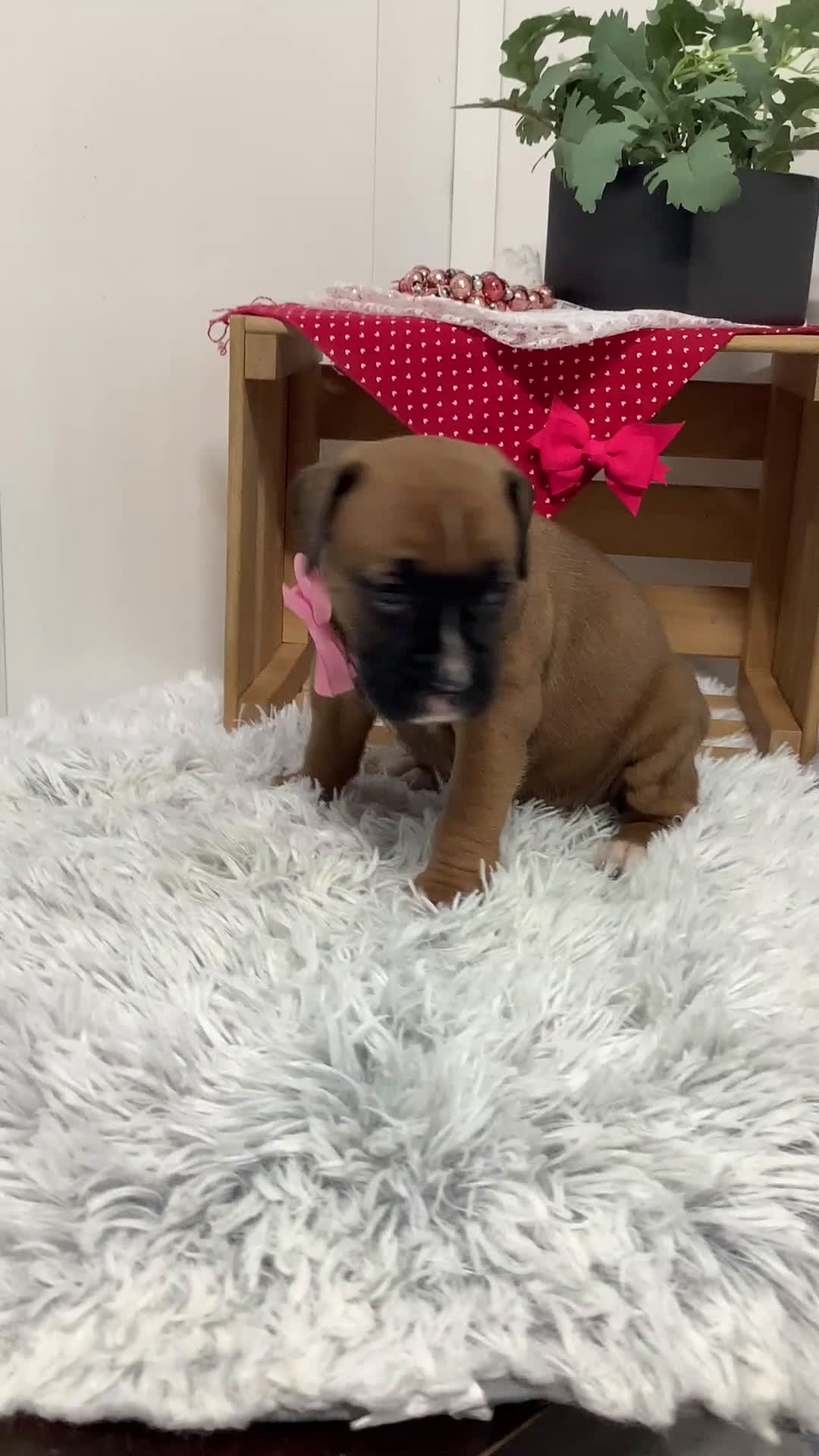 Boxer dogs for sale:  Cindy Puppy 2 - Video 1