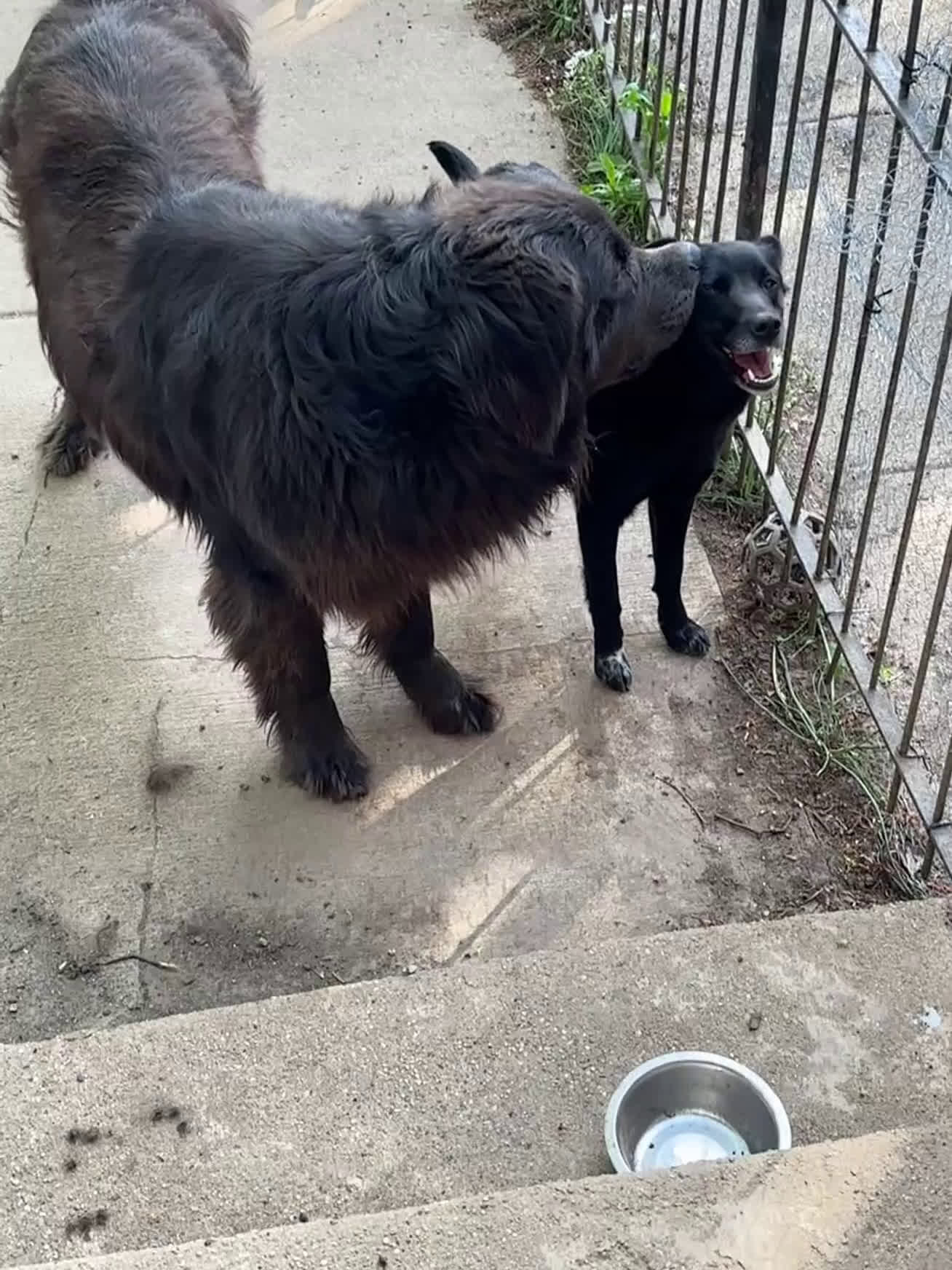 Mixed Breed dogs for sale: Mixed Breed Puppy 6 - Video 3