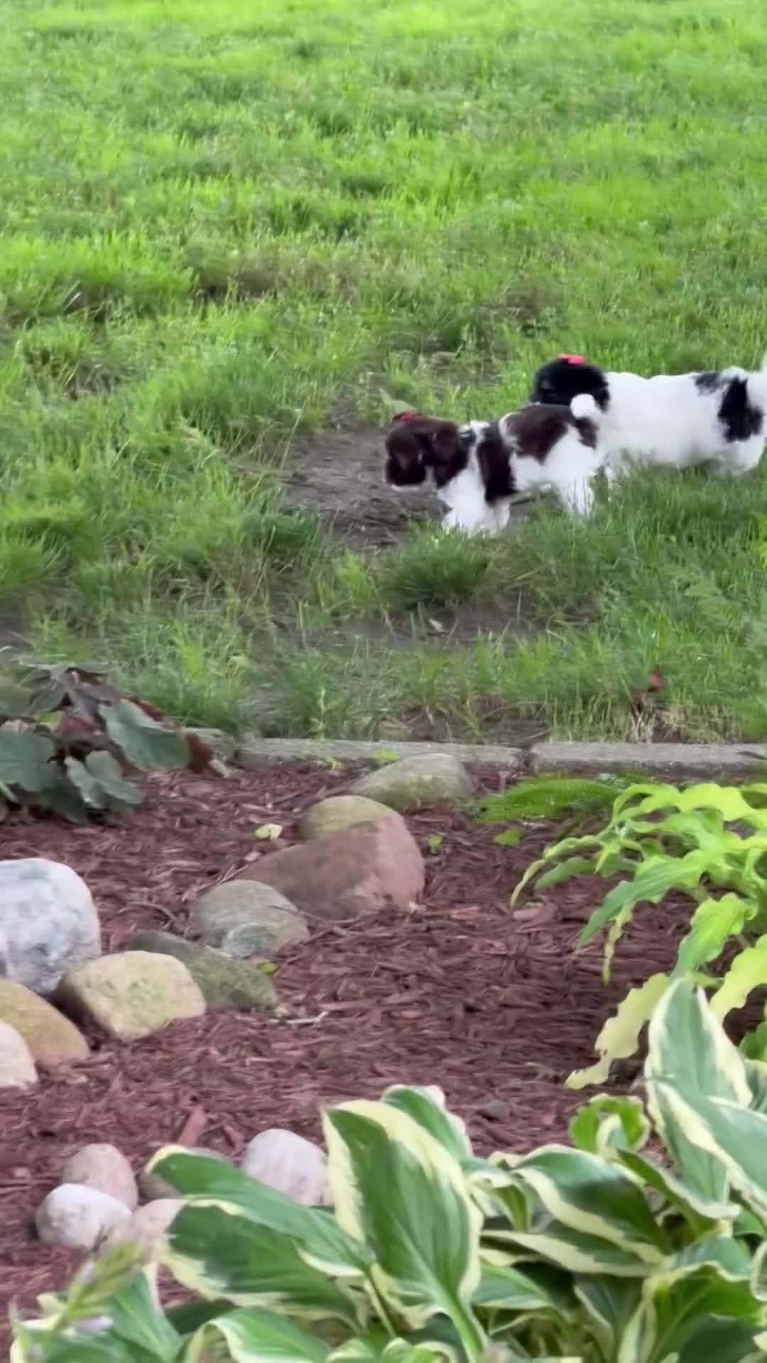 Havapoo dogs for sale: Maisy  - Video 1