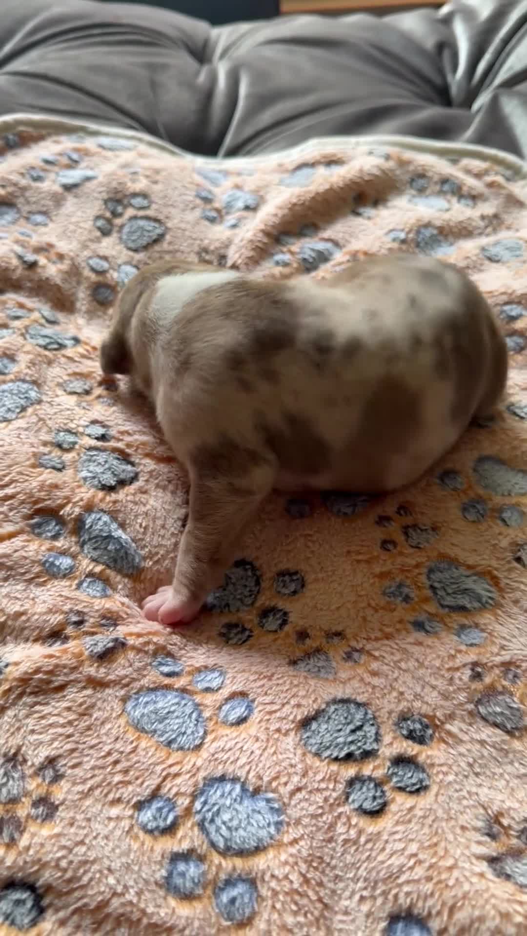 American Bully dogs for sale: American Bully 1 - Video 1