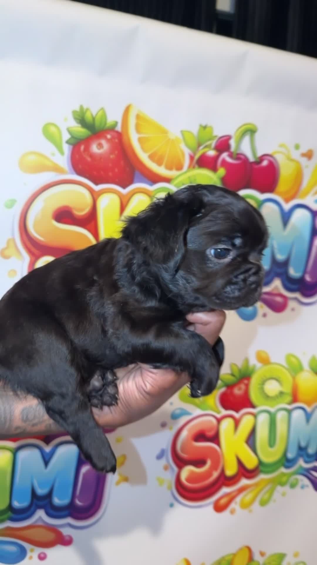 French Bulldog dogs for sale: French Bulldog Puppy 1 - Video 1