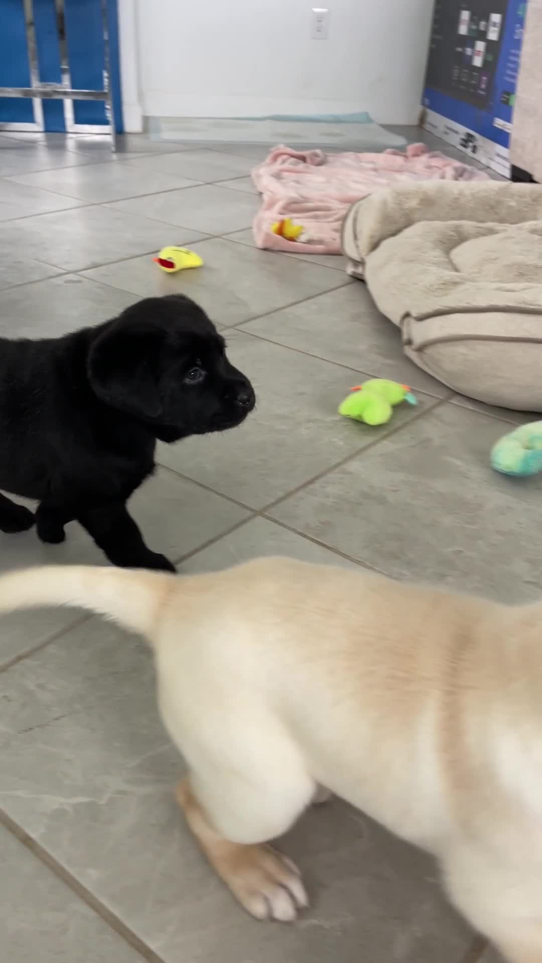 Labrador Retriever dogs for sale: Labrador Retriever 2 Honey  - Video 1