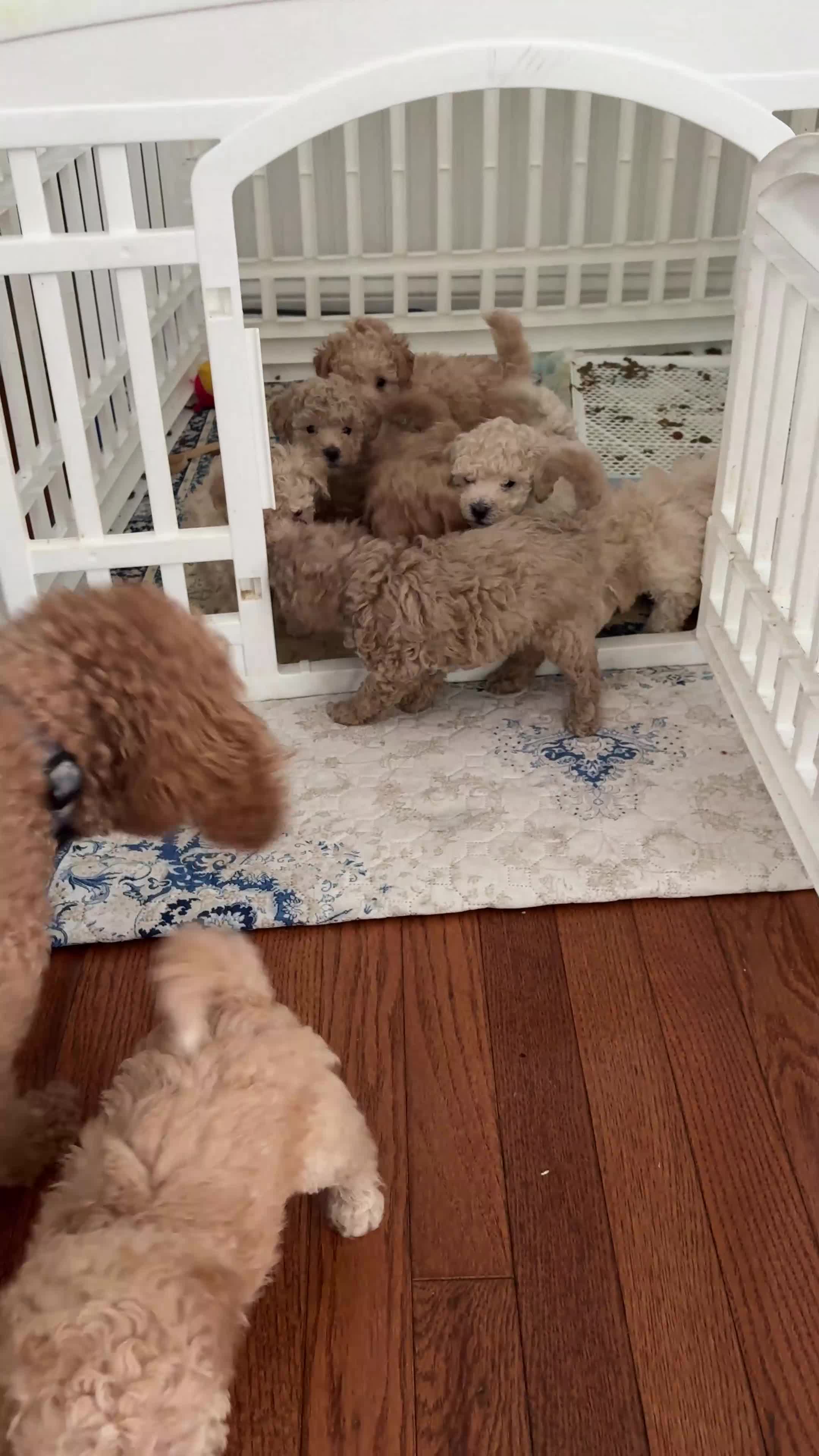 Miniature Poodle dogs for sale: Miniature Poodle 1 - Video 1