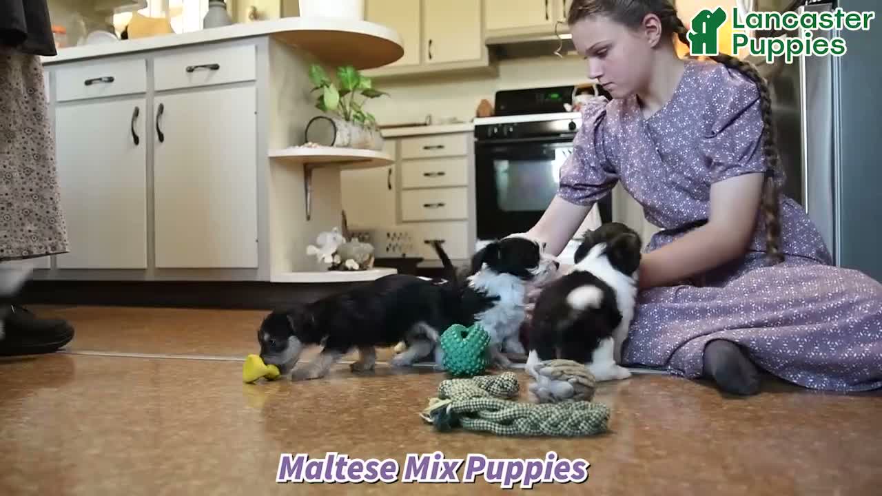 Mixed Breed dogs for sale: Dolly - Video 1