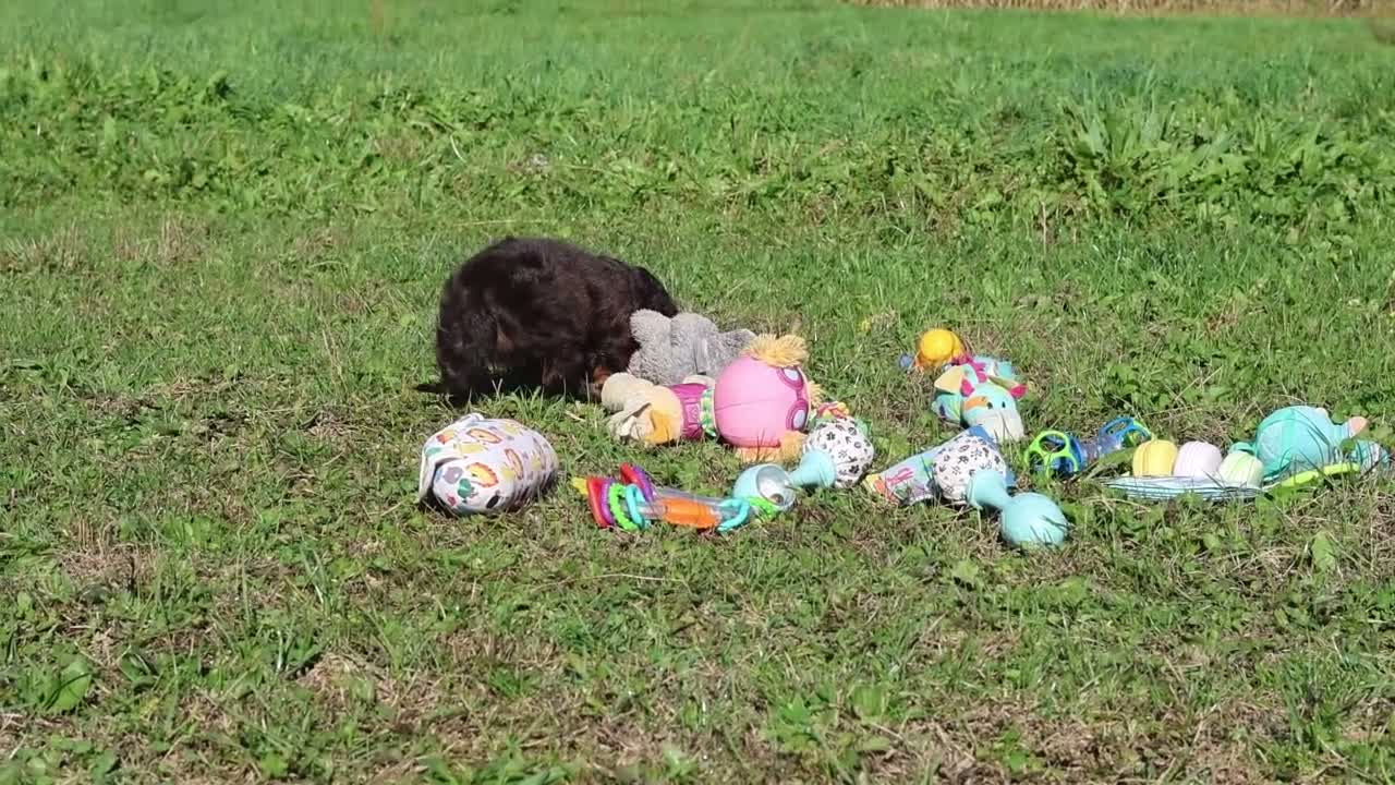 Cavalier King Charles Spaniel dogs for sale: Chloe - Video 2