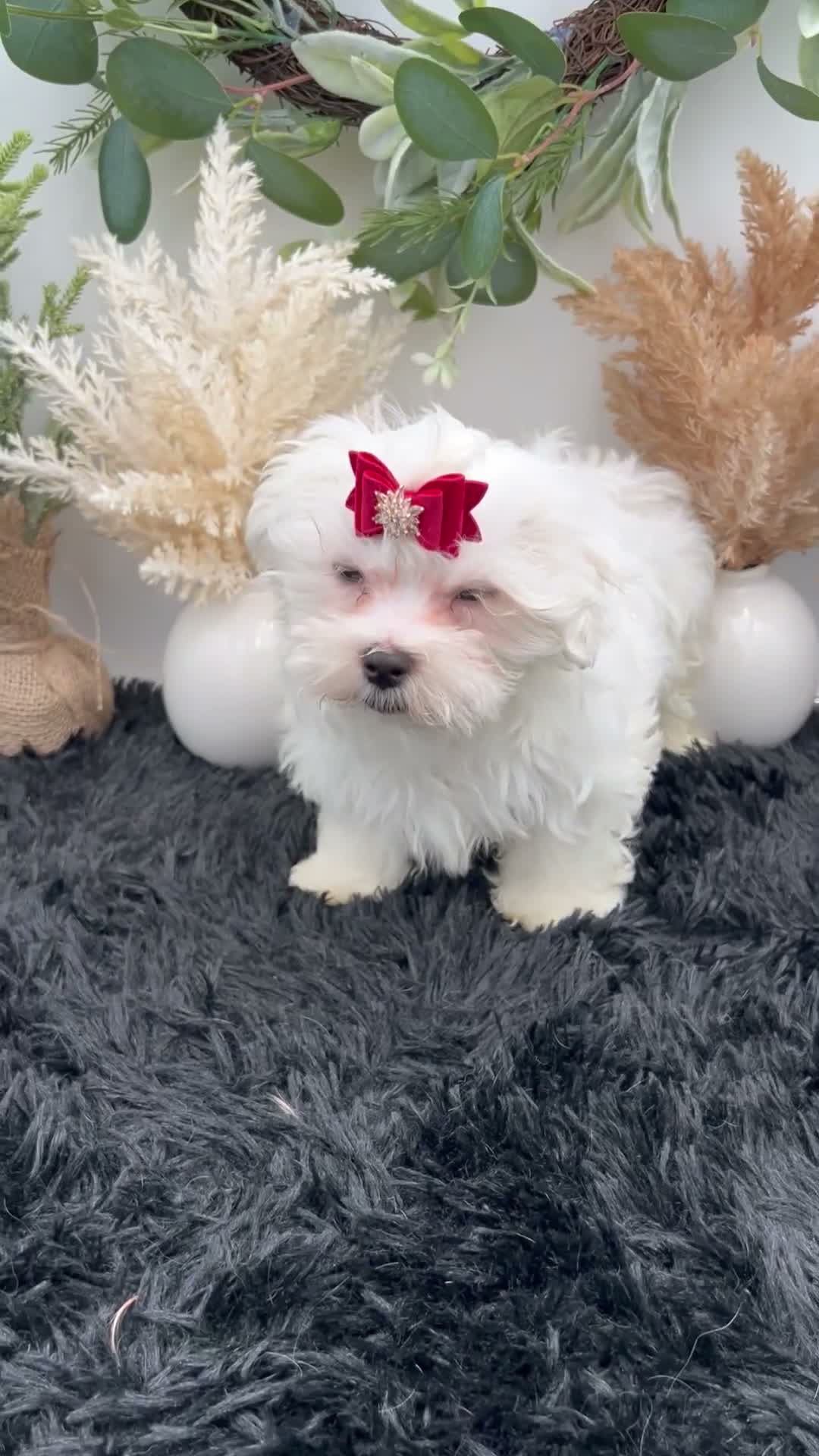 Maltese dogs for sale: AKC Max the Korean Maltese $2500 - Video 2