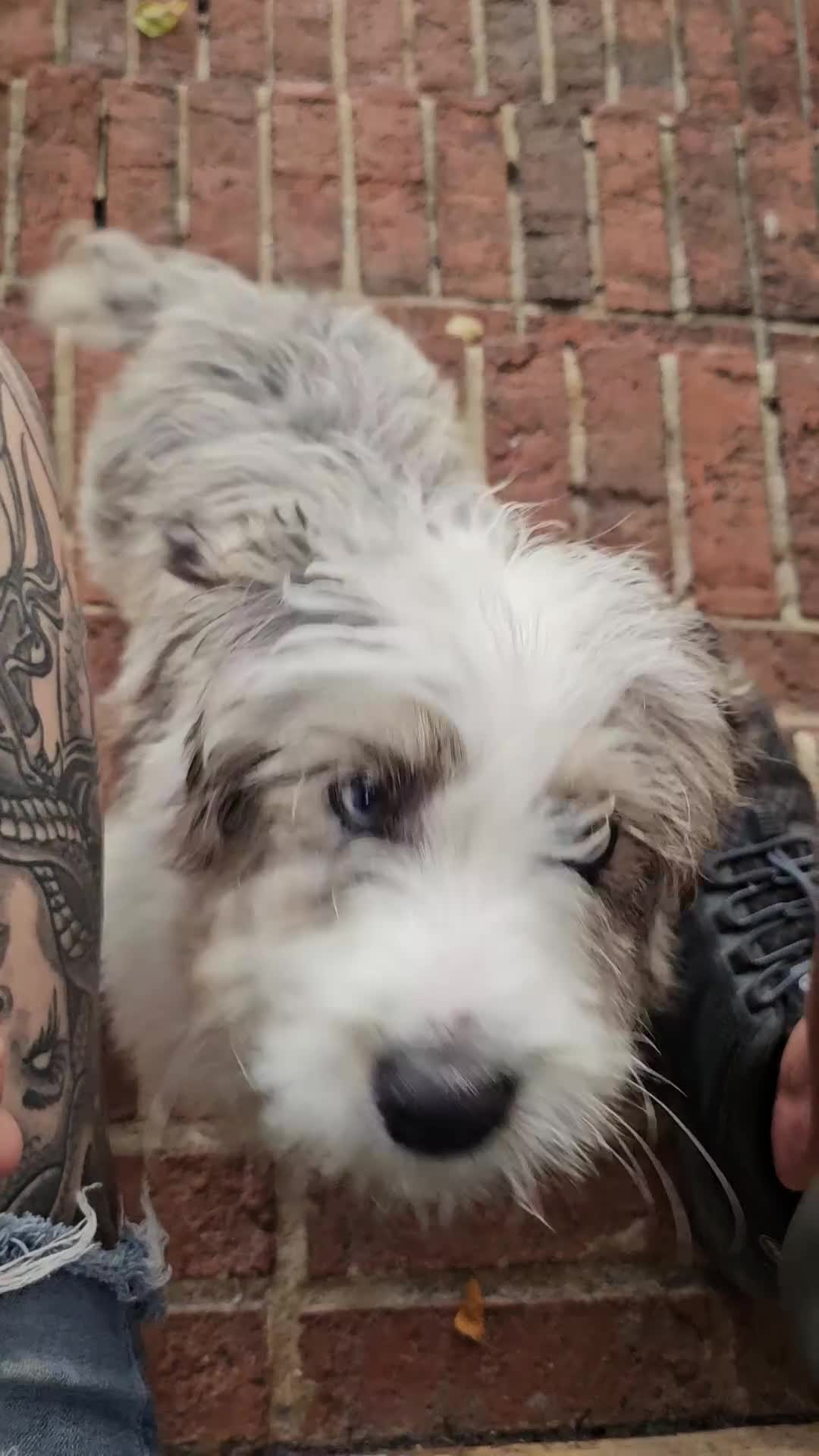 Mini Aussiedoodle dogs for sale: Murphy Mini Aussiedoodle - Video 2