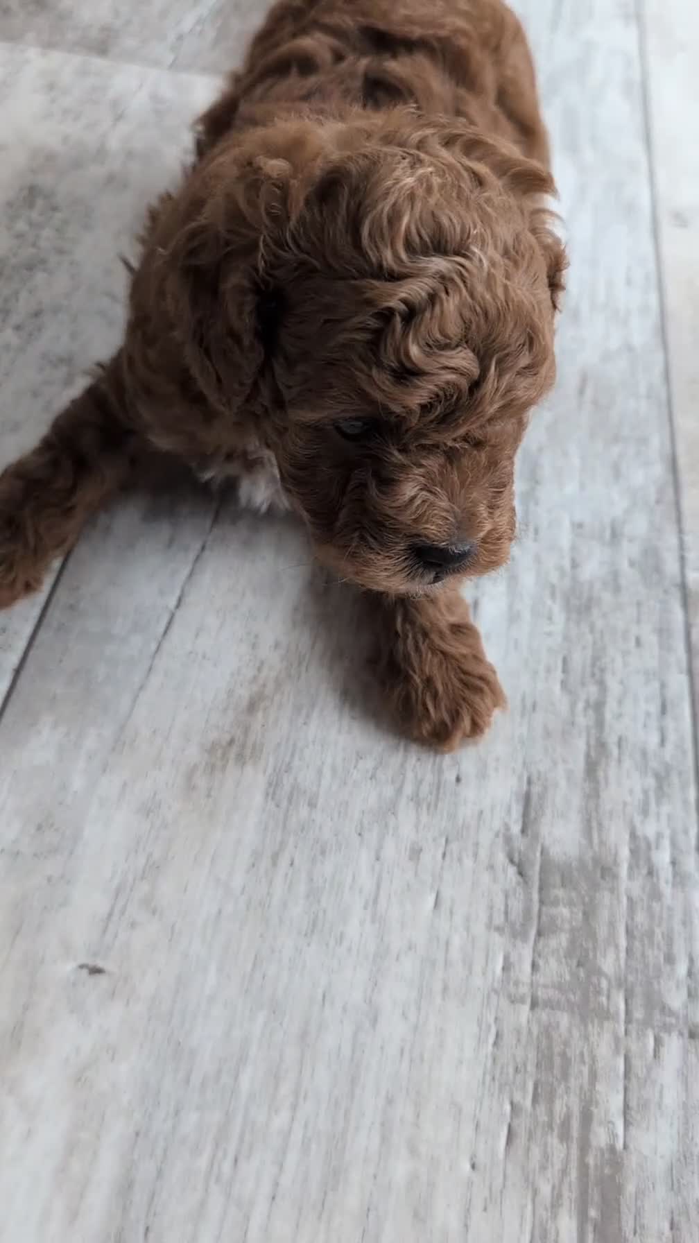 Cavapoo dogs for sale: Rocky - Video 2
