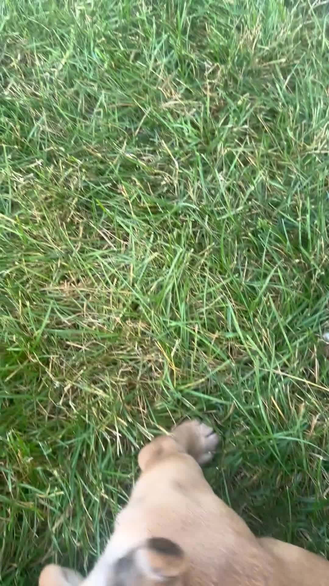 English Bulldog dogs for sale: Tracie - Video 1