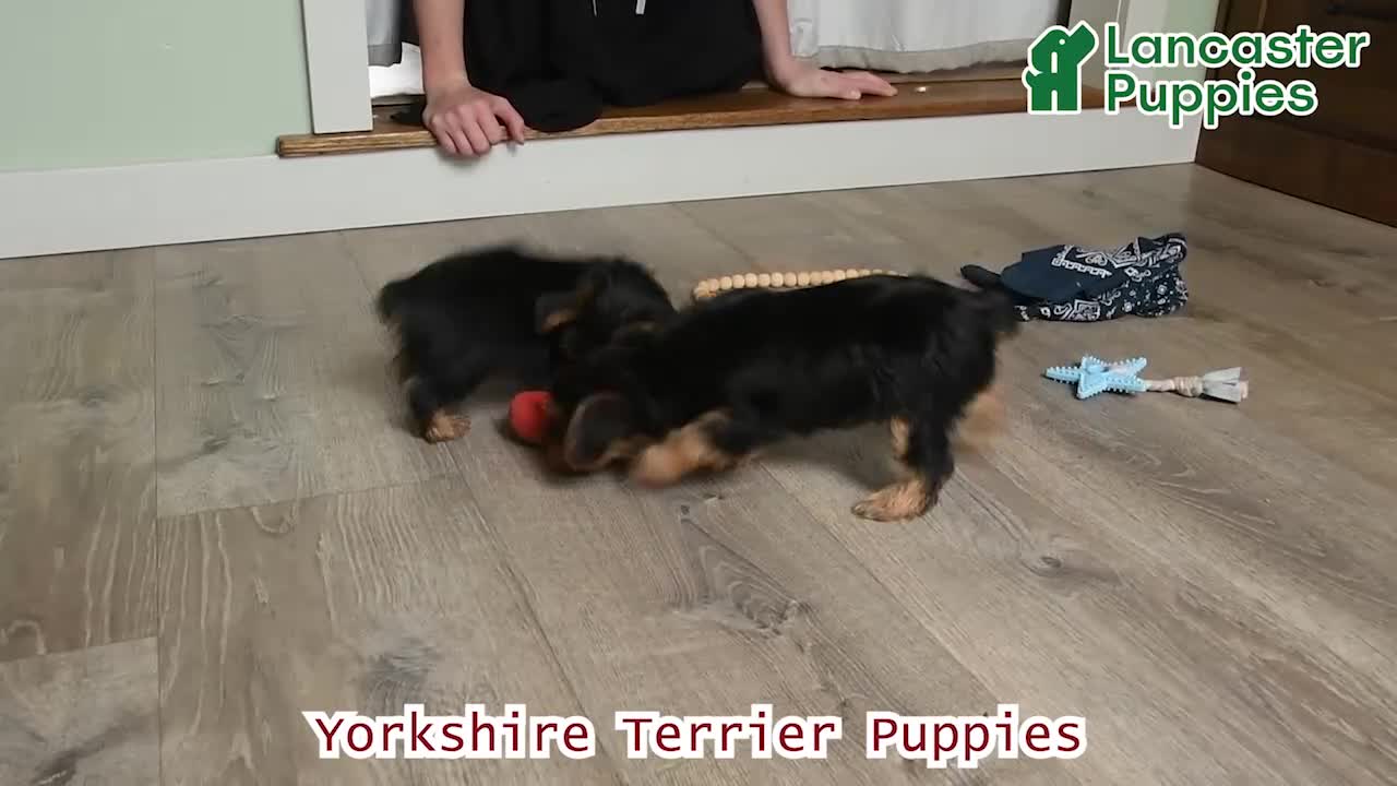 Yorkshire Terrier dogs for sale: Ivan - Video 1
