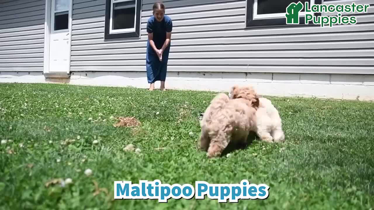 Maltipoo dogs for sale: Janie - Video 1