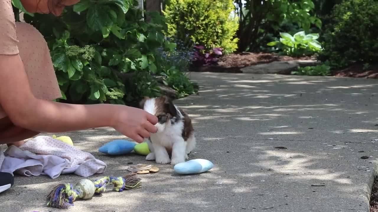 Cavachon dogs for sale: Benji - Video 1