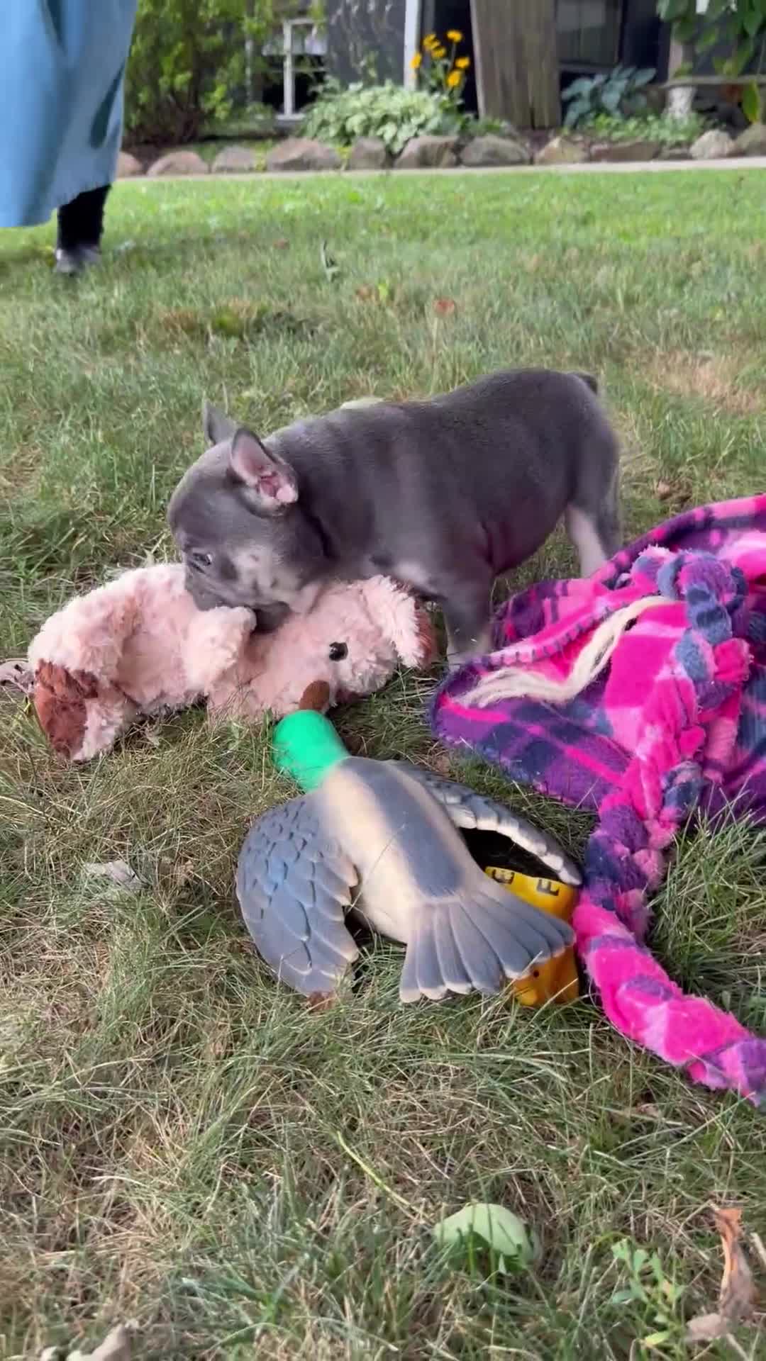 French Bulldog dogs for sale: Penny - Video 1