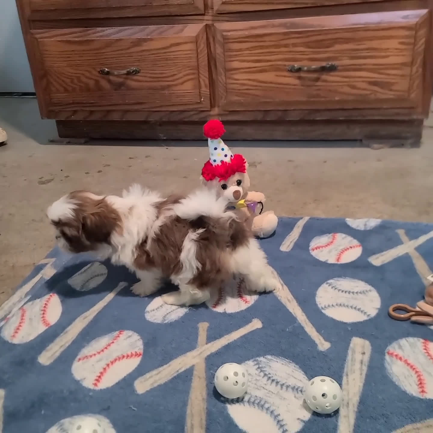 Shih Tzu dogs for sale: Flicker - Video 1