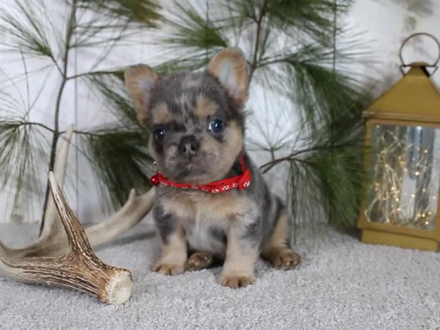 French Bulldog dogs for sale: Winston - Video 1