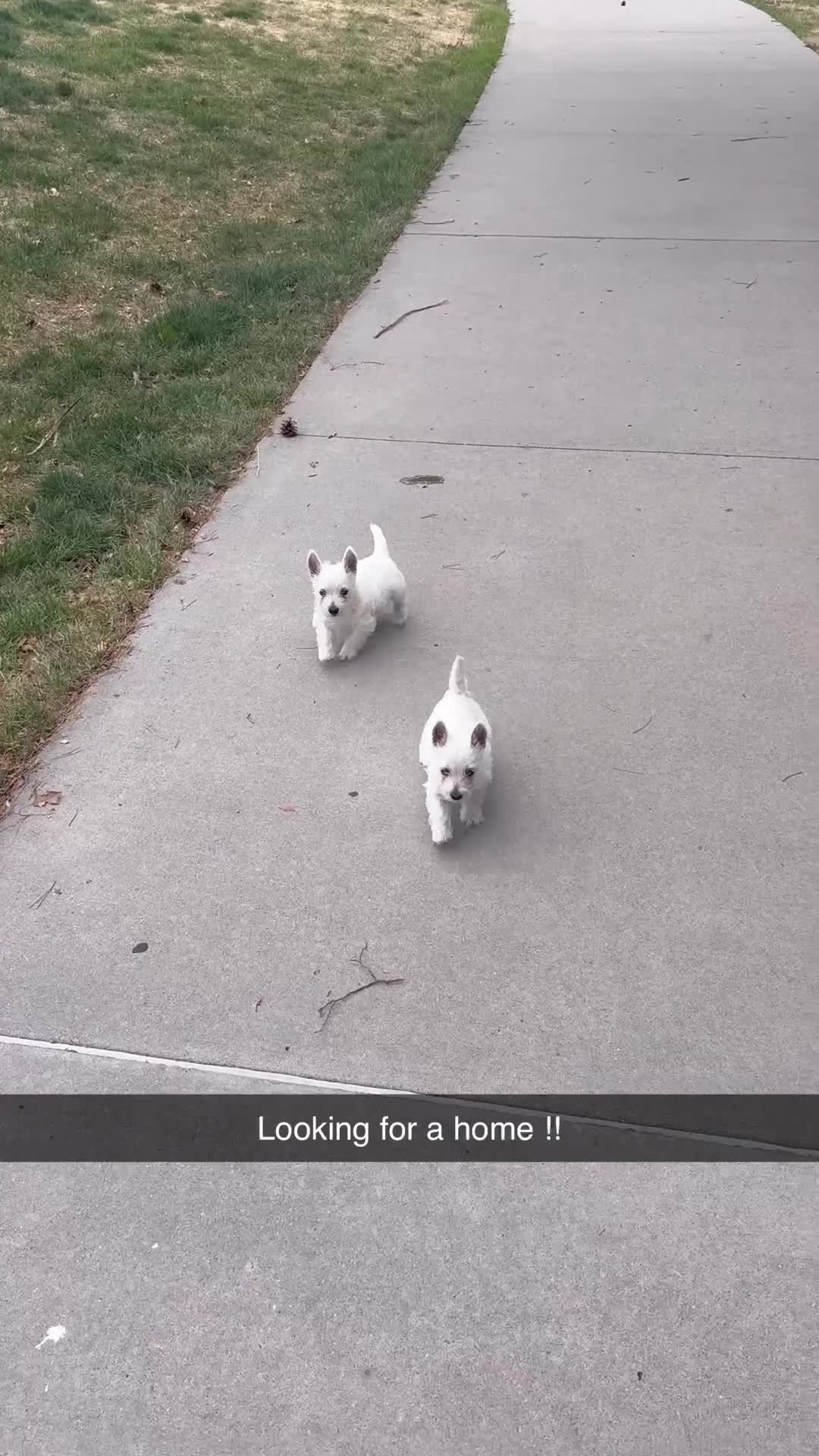 West Highland Terrier dogs for sale:  Puppy 1 - Video 1
