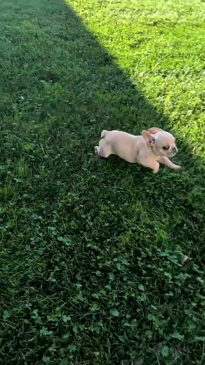 French Bulldog dogs for sale: Xavier - Video 1