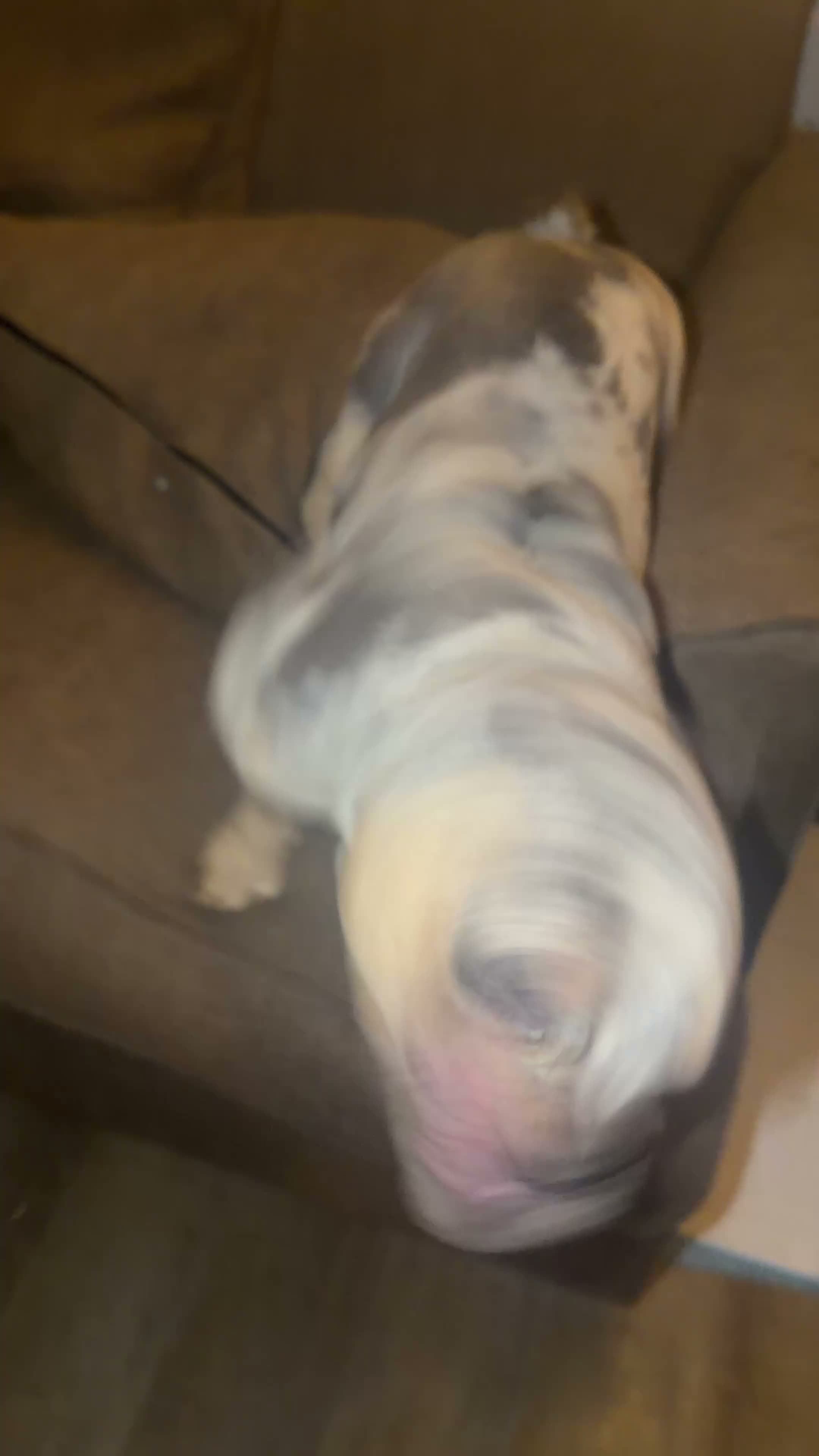 American Bully dogs for sale: SZA (Price Negotiable) - Video 1
