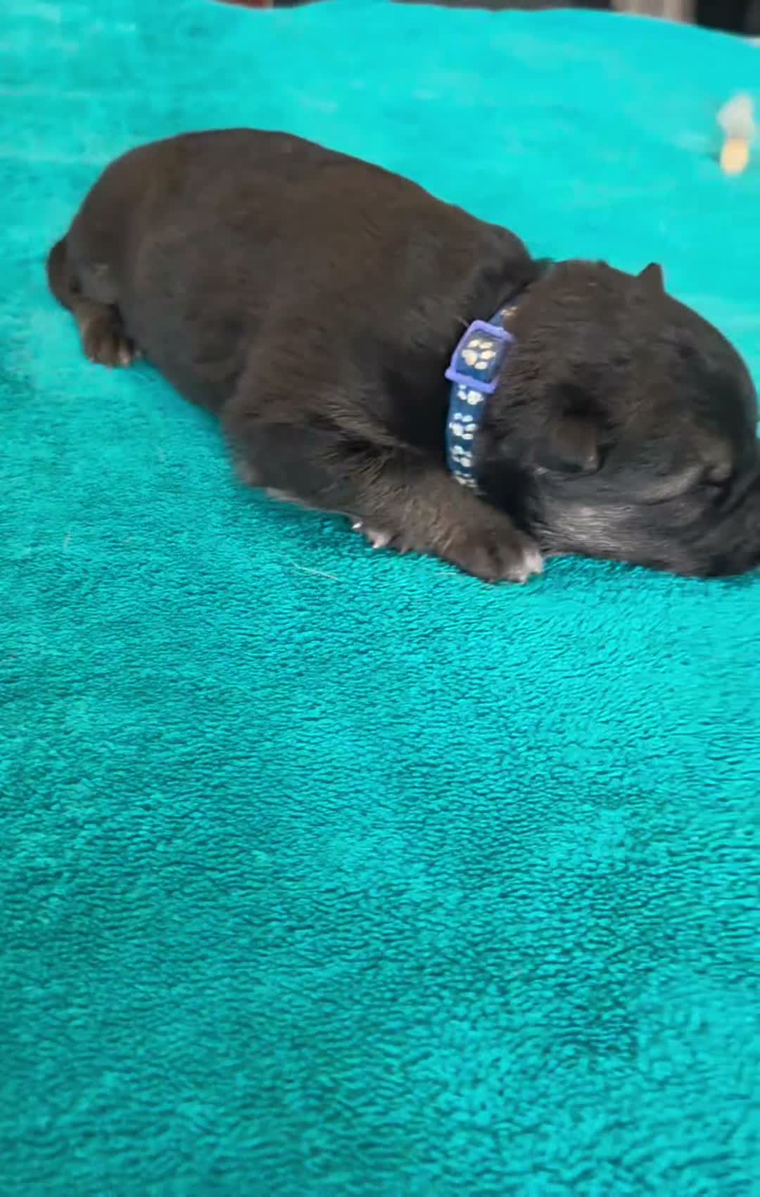 German Shepherd dogs for sale: Asher - Video 1