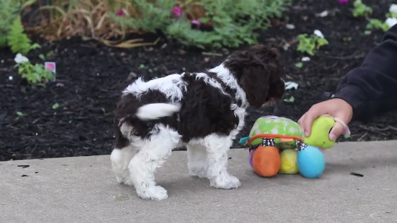 Cockapoo dogs for sale: Aleah - Video 1