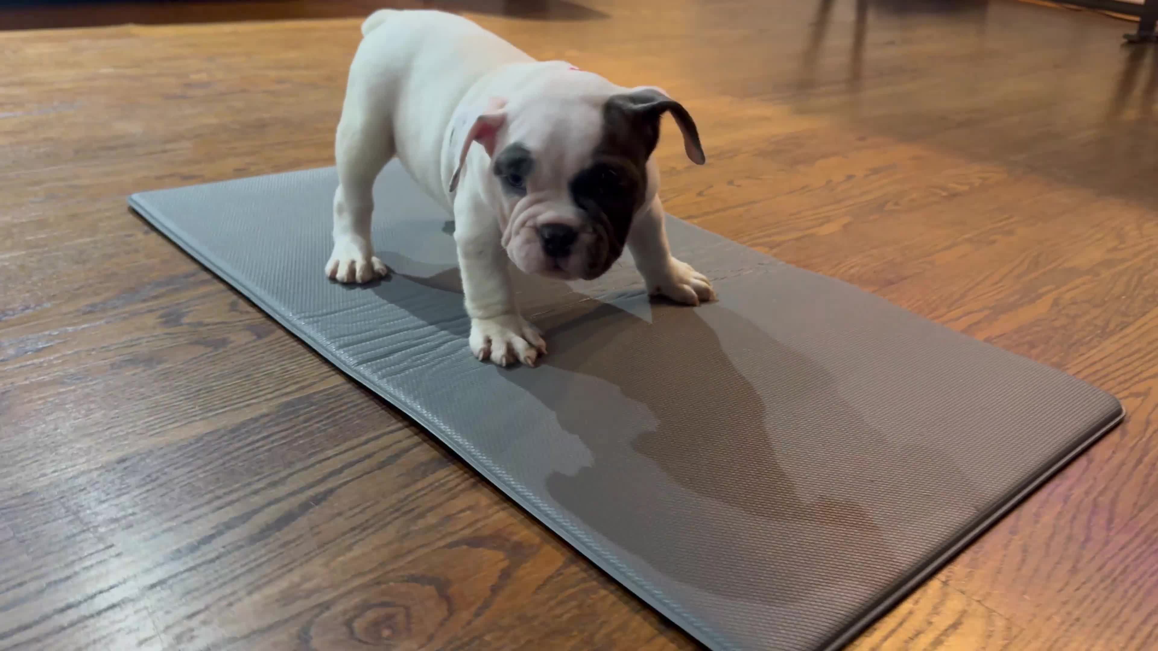 American Bully dogs for sale: Micro Bully Puppy  - Video 1
