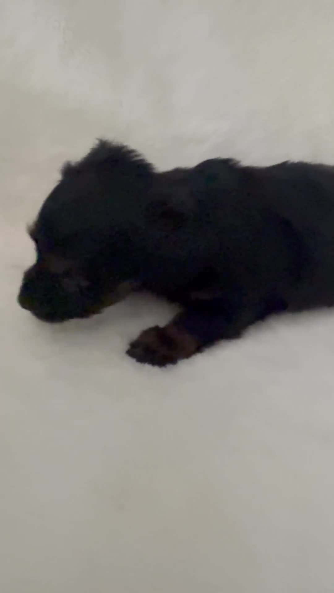 Dorkie dogs for sale: Sassy - Video 1