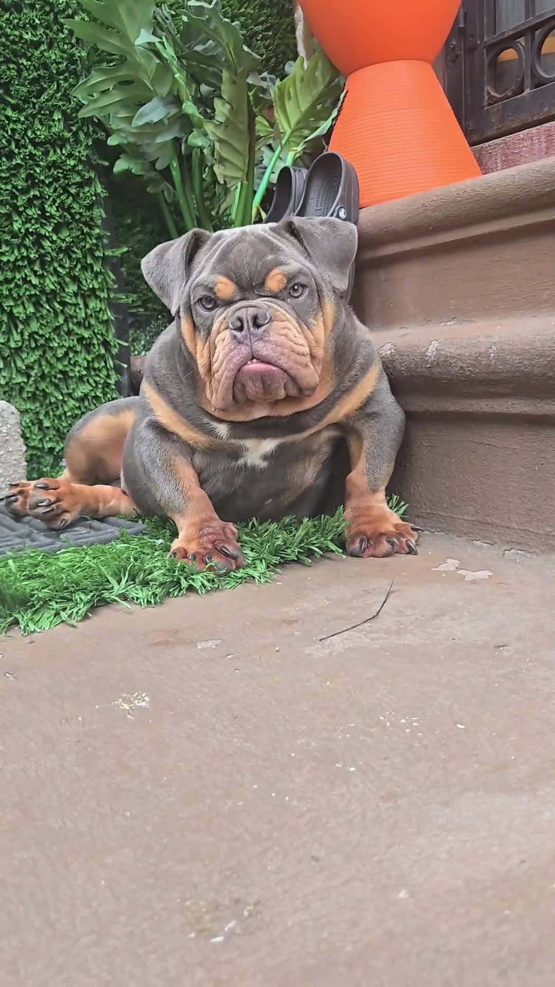 English Bulldog dogs for sale: BLUE - Video 3