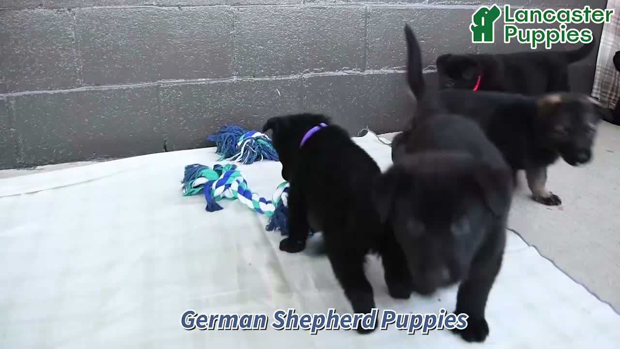 German Shepherd dogs for sale: Oliver - Video 1